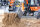 RÄDLINGER Gitterlöffel mit Gitterboden Breite 500mm 1,0-1,8t Klasse 02